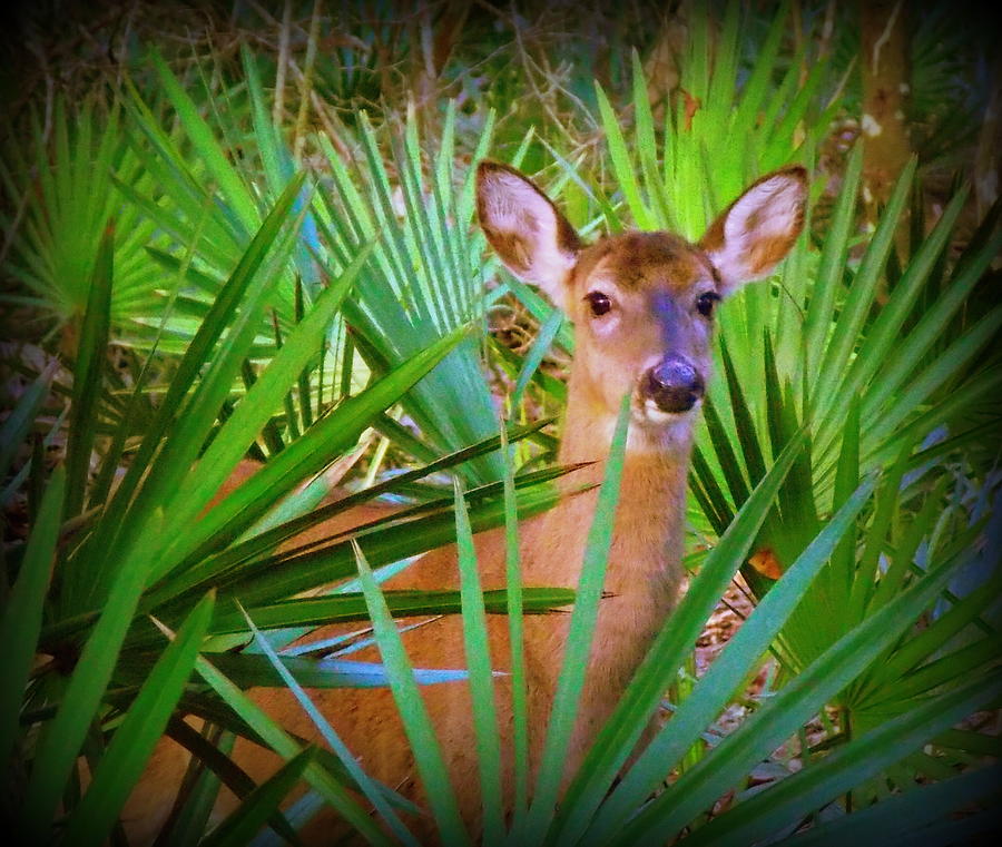 Deer Through the Palmettos 1 Photograph by Sheri McLeroy