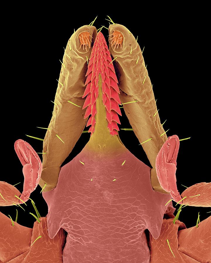 Deer Tick Head (ixodes Scapularis) Photograph by Dennis Kunkel Microscopy/science Photo Library