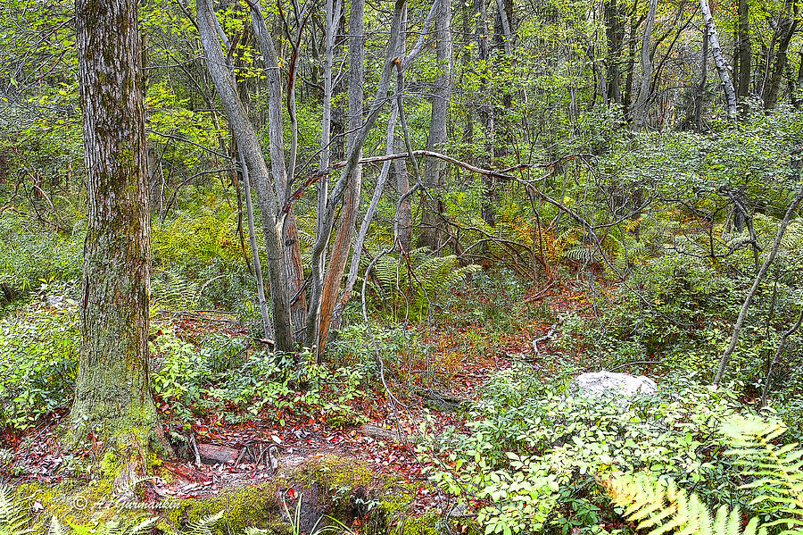 Deer Trail Early Autumn Pocono Mountains Pennsylvania Digital Art by A Macarthur Gurmankin