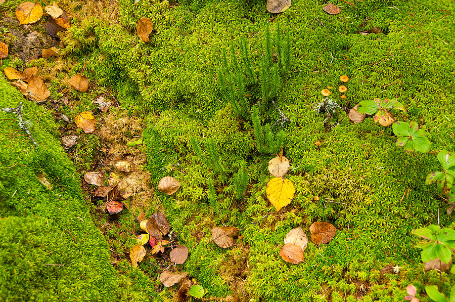 Deer trail in moss Photograph by Rob MacArthur Pixels