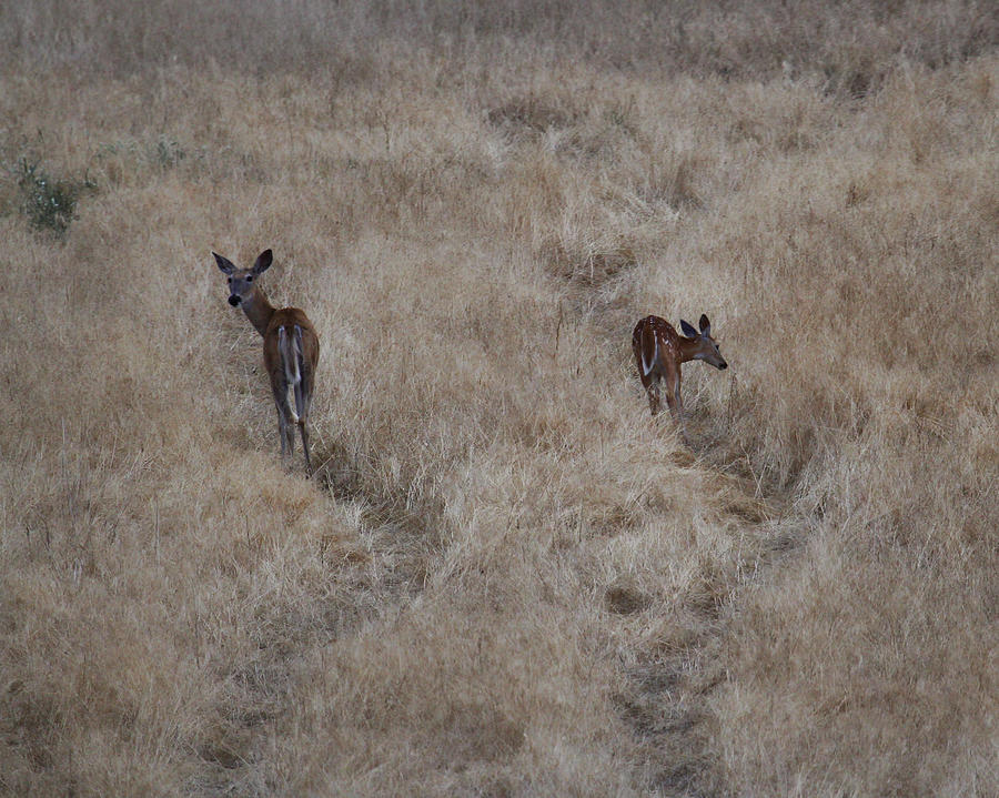 Deer Trails Photograph by Steve McKinzie