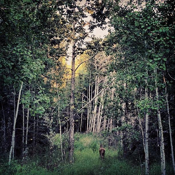 Summer Photograph - #deer #trees #calgary #yyc #sunset by Robyn Chell