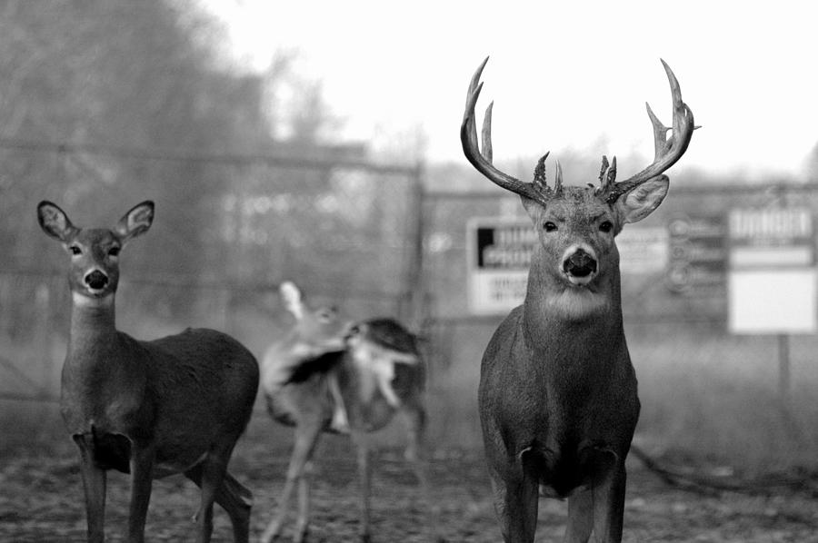 Deer Trio Photograph by Jeremiah John McBride