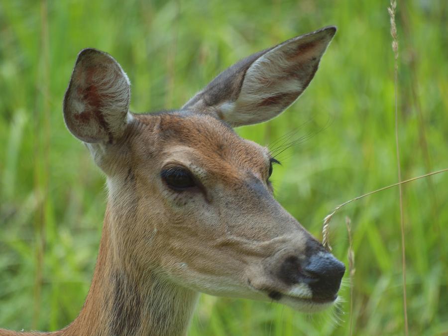 Deer Upclose Photograph by HW Kateley