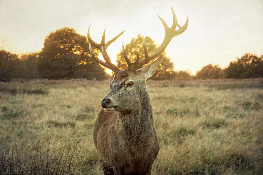 Deer Photograph - Deer by Violet Gray