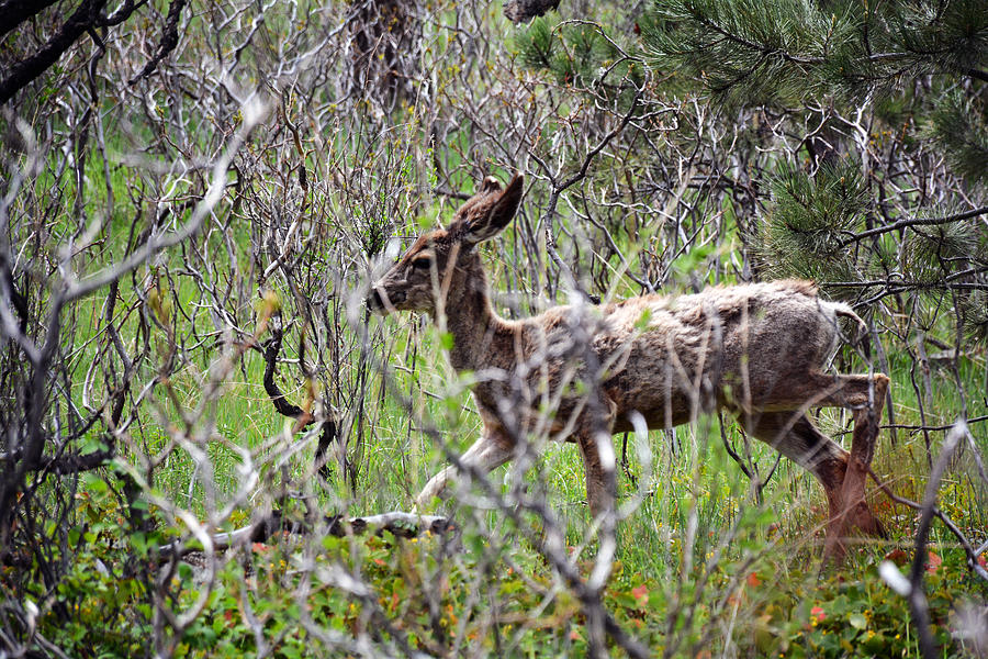 Deer Photograph - Deer Walking in Colorado  by Ashley Fortier