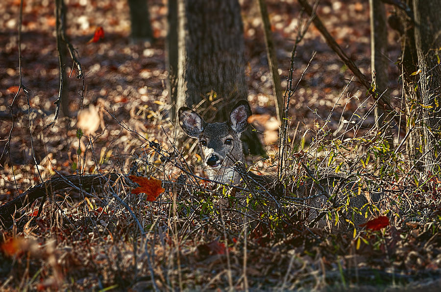 Deer Photograph - Deer Watching Falling Leaves - White-tailed Deer - Wildlife by SharaLee Art