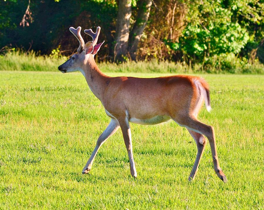 Deer With Antlers - Cape Henlopen Delaware Photograph by Kim Bemis