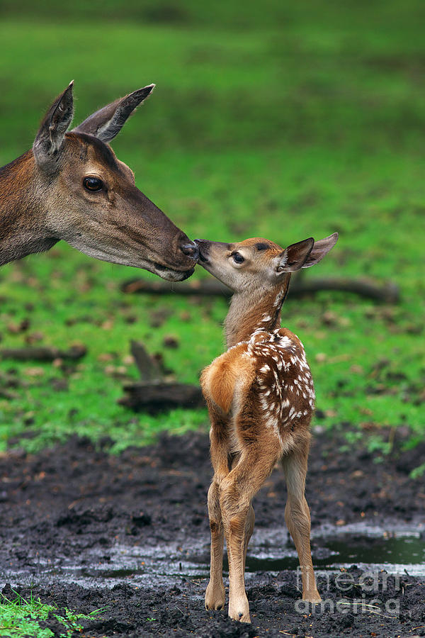 Deer with just born calf Photograph by Nick  Biemans