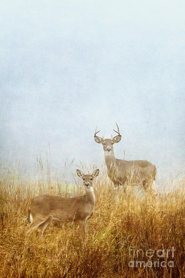 Deer Photograph - Deer World by Katya Horner
