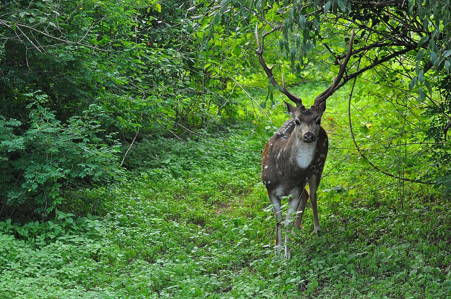 Deer - Yala National Park Photograph by Copyright Nicholas Olesen
