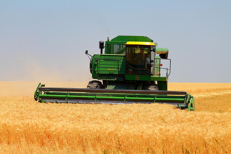 Wheat Photograph - Deere Field by Jason Drake