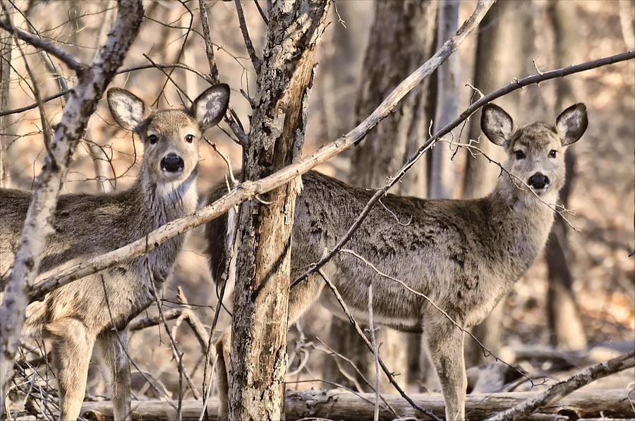 Deerlings Photograph by Diana Angstadt