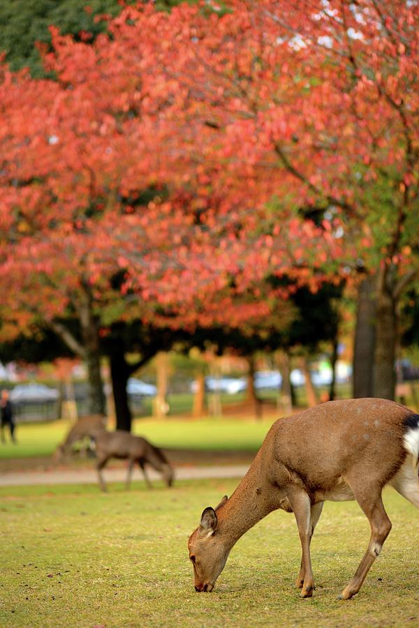 Deers In Nara Under Read Leaves Photograph by Wilfred Y Wong