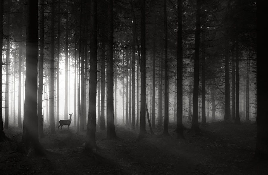 Deer Photograph - Deer`s Morning by Christoph Hessel