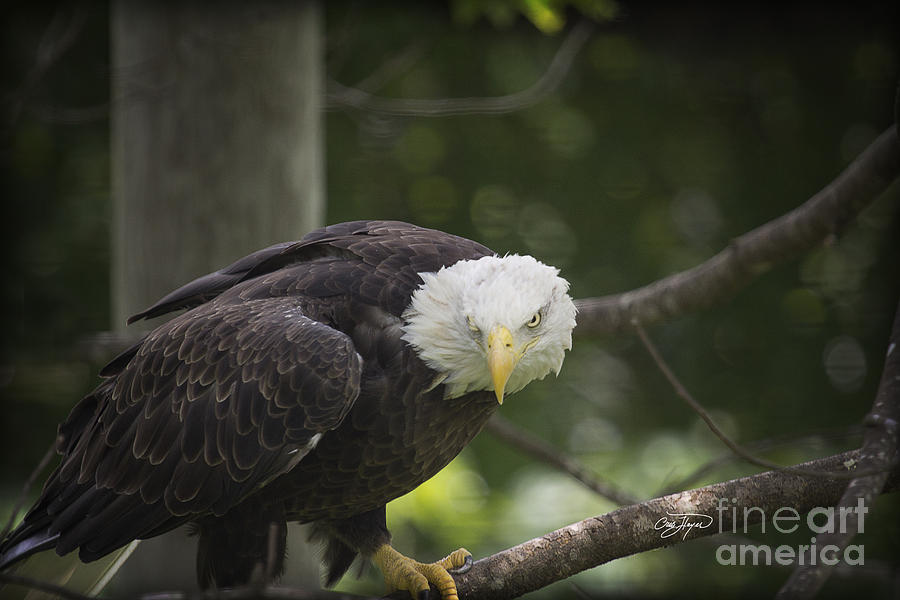 Eagle Photograph - Defender of Freedom by Cris Hayes