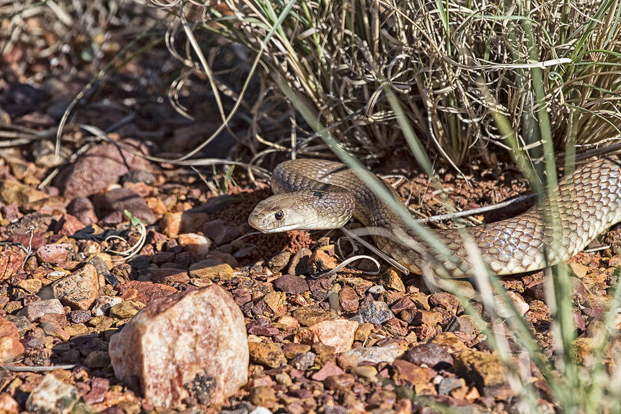 Snake Photograph - Defensive Striking Poise by Douglas Barnard