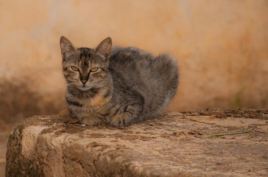 Nature Photograph - Defiant cat by Jawaharlal Layachi