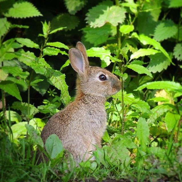 Wildlife Photograph - Hunny Bunny by Karie-ann Cooper