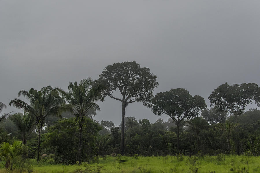 Deforestation And Cattle Raising In The Amazon Photograph by Image by Ramesh Thadani Deforestation And Cattle Raising In The Amazon Photograph by Image by Ramesh Thadani