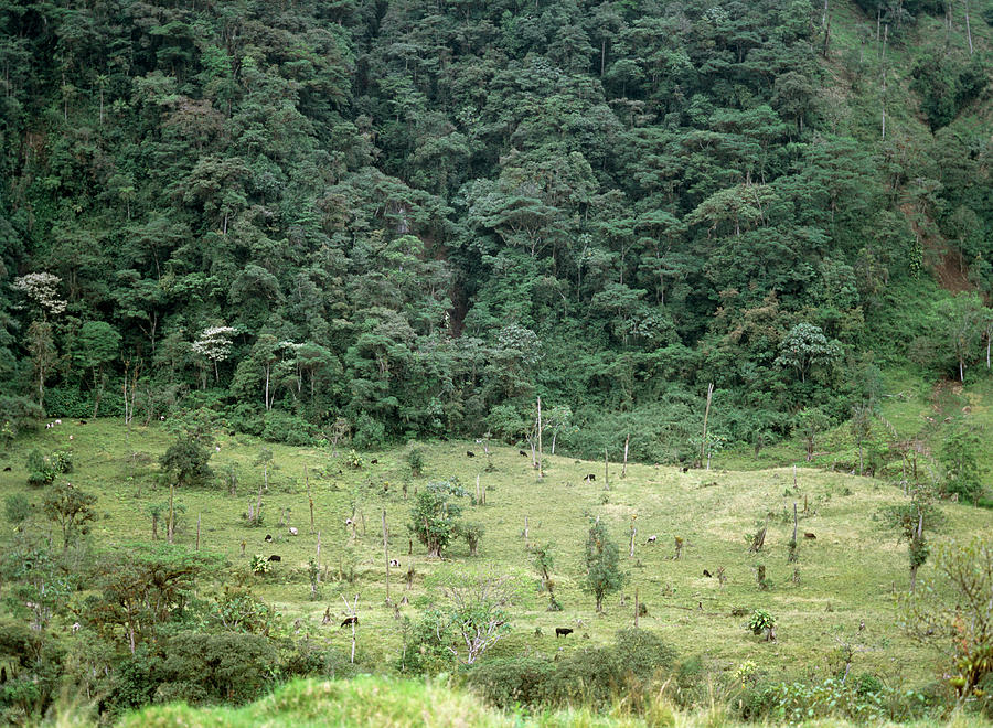 Deforestation Photograph by Dr Morley Read/science Photo Library