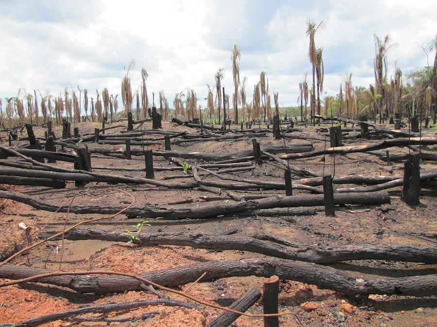 Deforestation in Amazon Photograph by Nelson Luiz Wendel