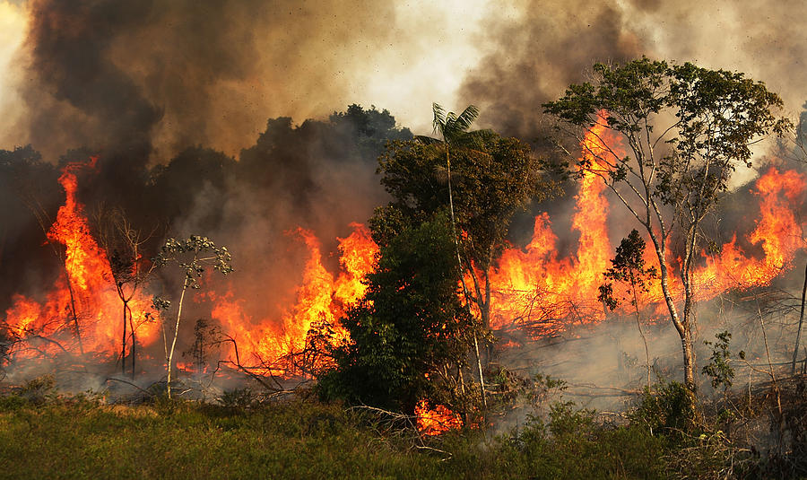 Deforestation In Brazils Amazon Skyrockets After Years Of Decline Photograph by Mario Tama Deforestation In Brazils Amazon Skyrockets After Years Of Decline Photograph by Mario Tama