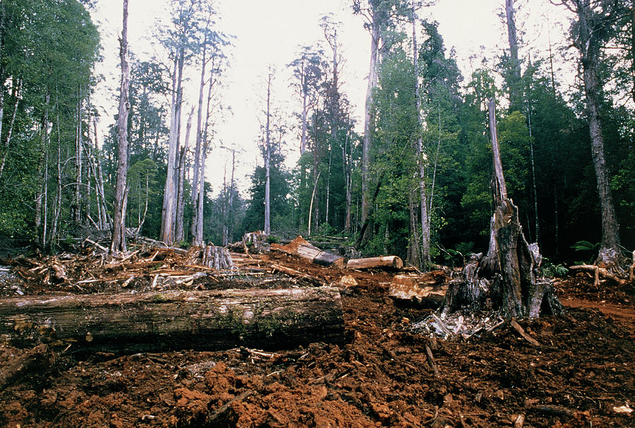 Deforestation In Tasmania Photograph by Gordon Garradd/science Photo Library
