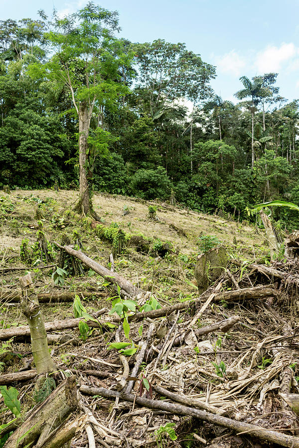 Deforestation In The Ecuadorian Amazon Photograph by Dr Morley Read