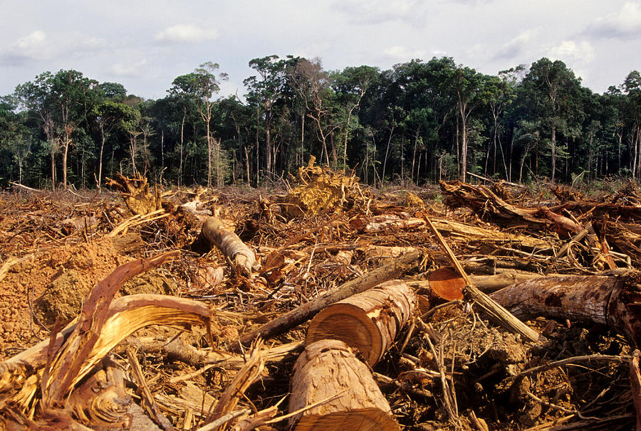 Deforestation Photograph by Luoman