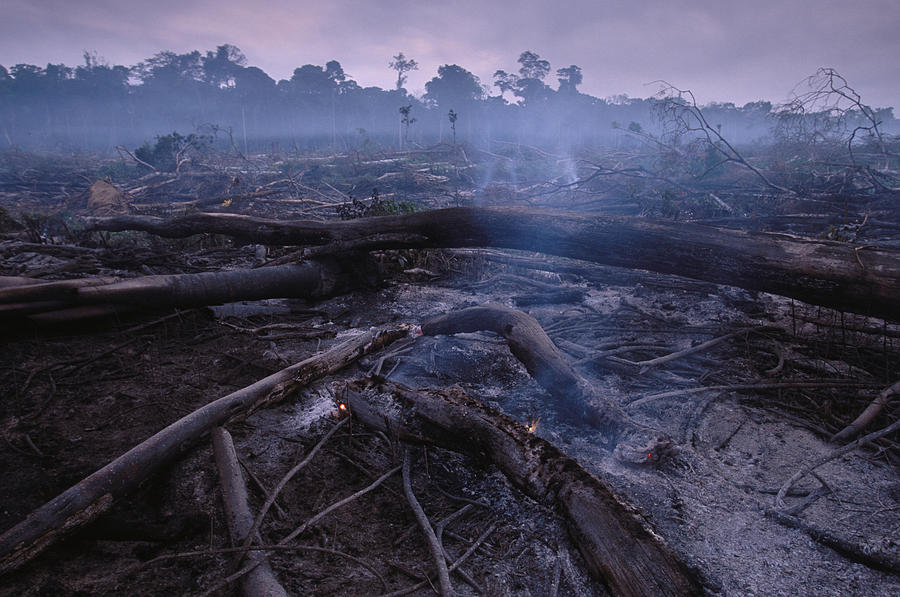 Deforestation Of The Rainforest Photograph by Peter Essick - Fine Art ...