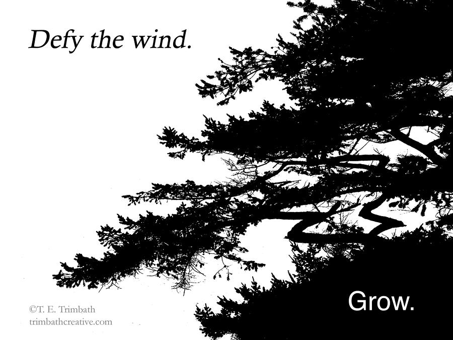 Bonsai Photograph - Defy the wind by Tom Trimbath Bonsai Photograph - Defy the wind by Tom Trimbath