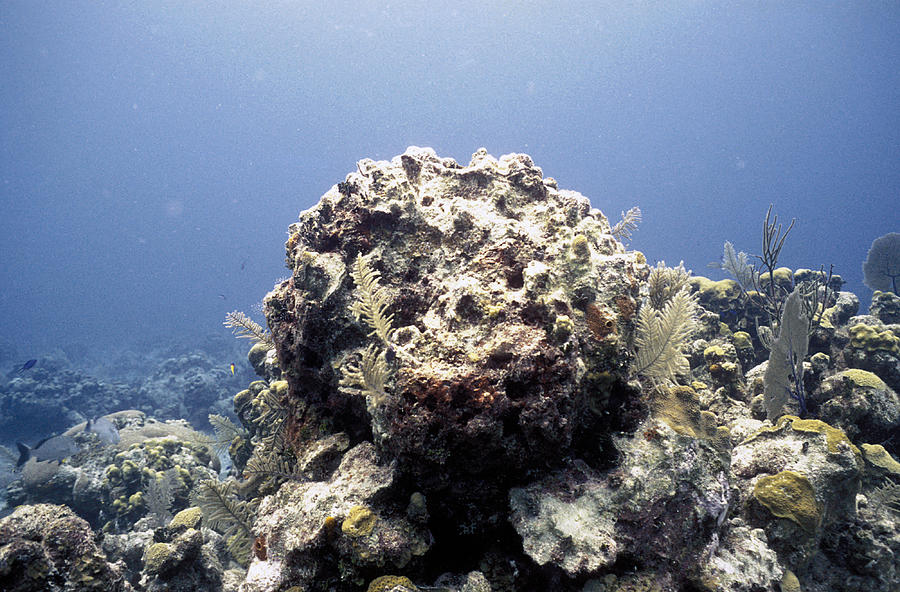Degraded Coral Reef Photograph by Carleton Ray