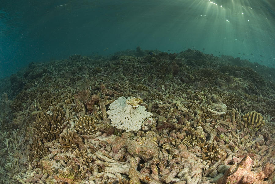 Degraded Coral Reef Photograph by RainervonBrandis