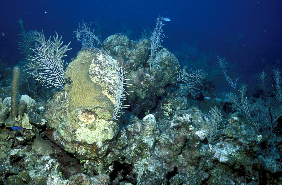 Degraded Reef Photograph by Carleton Ray