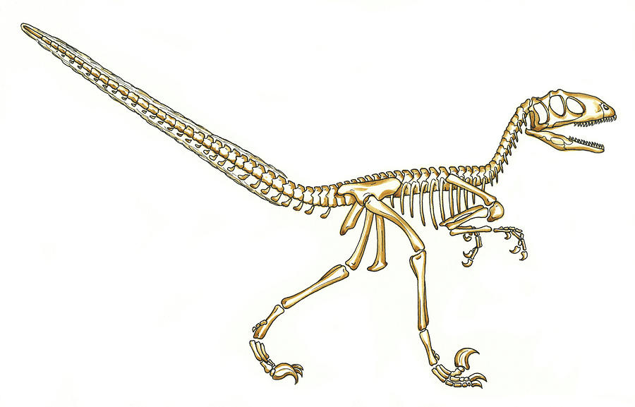 Deinonychus Dinosaur Skeleton Photograph by Natural History Museum, London/science Photo Library