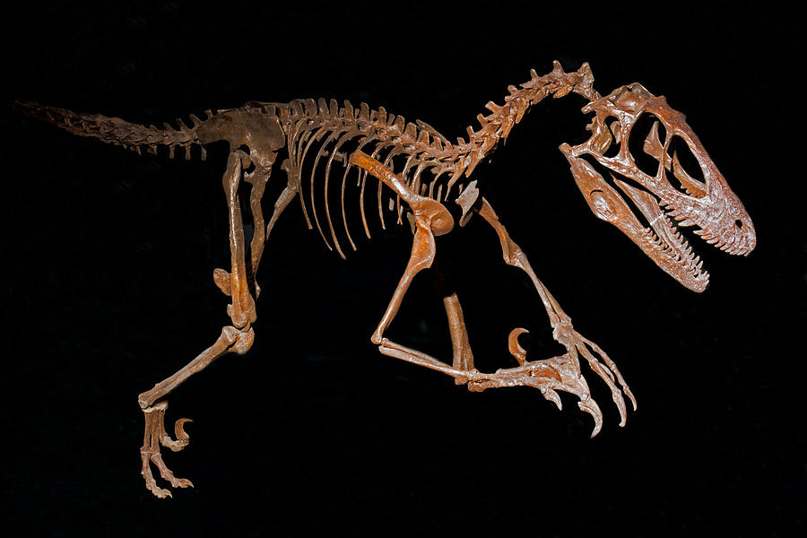 Deinonychus Raptor Photograph by Millard H. Sharp