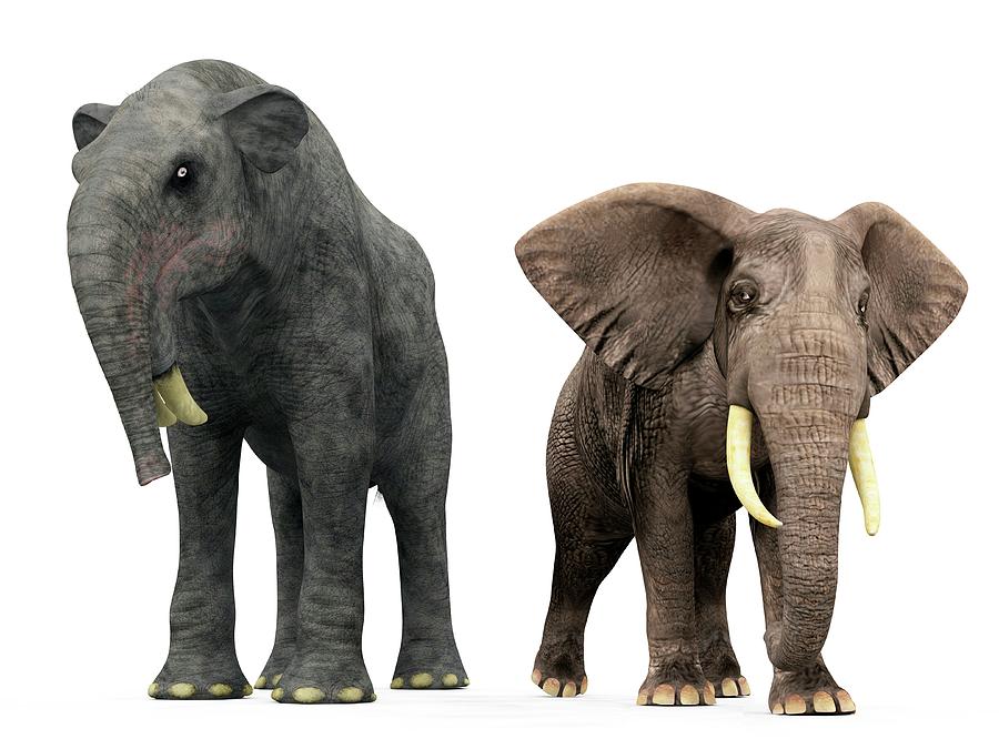 Deinotherium And Elephant Compared Photograph by Walter Myers