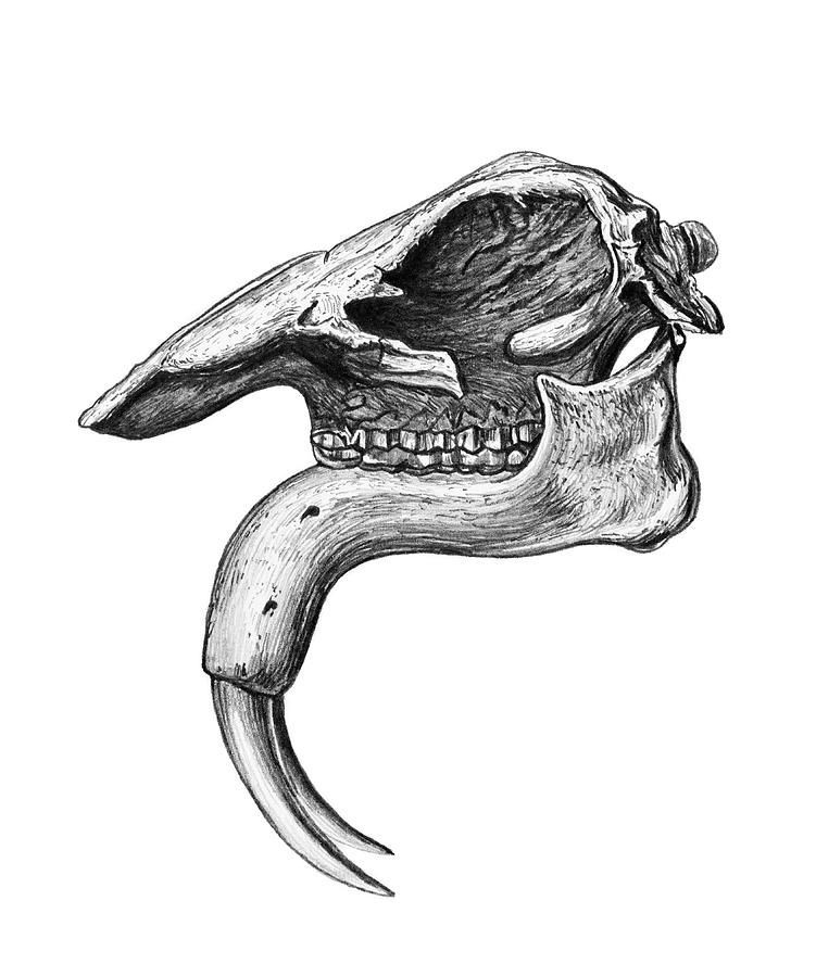 Deinotherium Skull Photograph by Michael Long/science Photo Library - Pixels