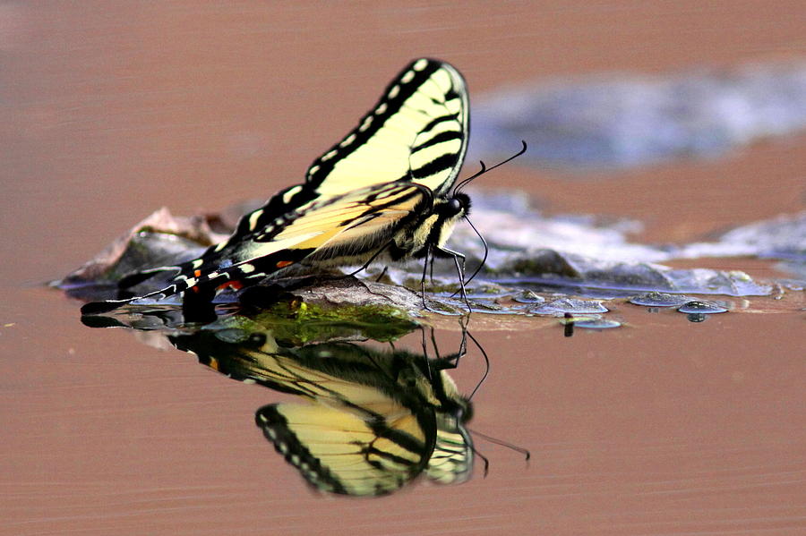 Deja Vu - Swallowtail Photograph by Travis Truelove