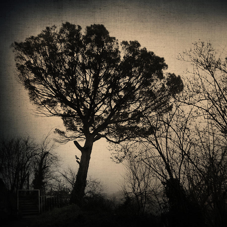 Tree Photograph - Deja Vu by Zapista Zapista Tree Photograph - Deja Vu by Zapista Zapista
