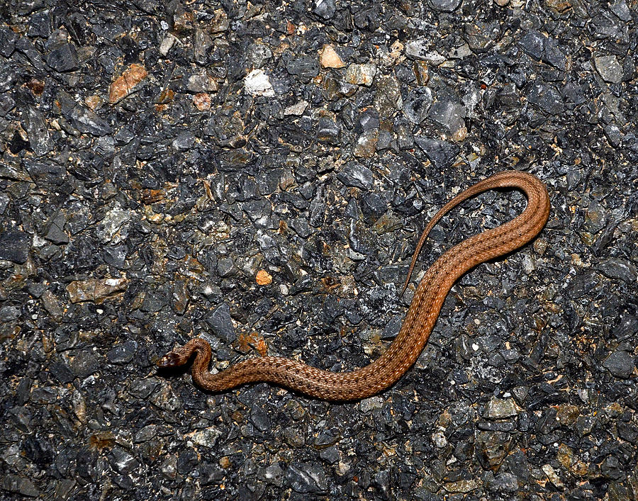 Dekay's Snake Photograph by Eric Abernethy - Fine Art America