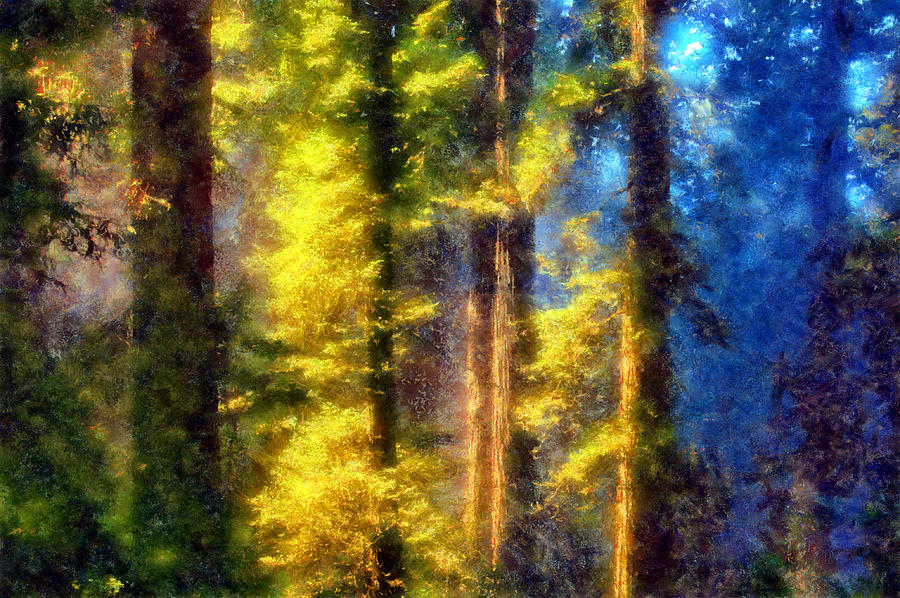 Del Norte Coast Redwoods Digital Art by Kaylee Mason