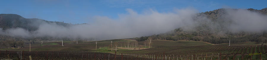 Del Rio Vineyards Panoramic Photograph by Mick Anderson