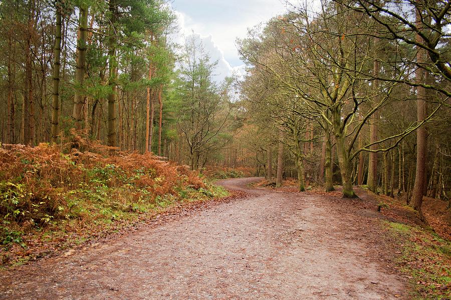 Delamere Forest Track To Beyond Photograph by Pictures From Phil Orr Photography
