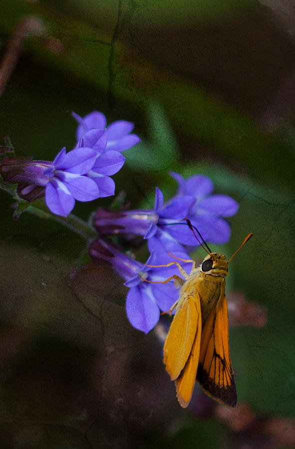 Delaware Skipper Butterfly Photograph by Melinda Fawver