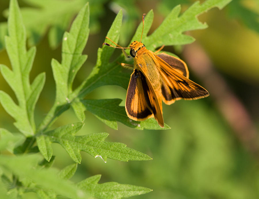 Delaware Skipper on Ragweed Photograph by Melinda Fawver