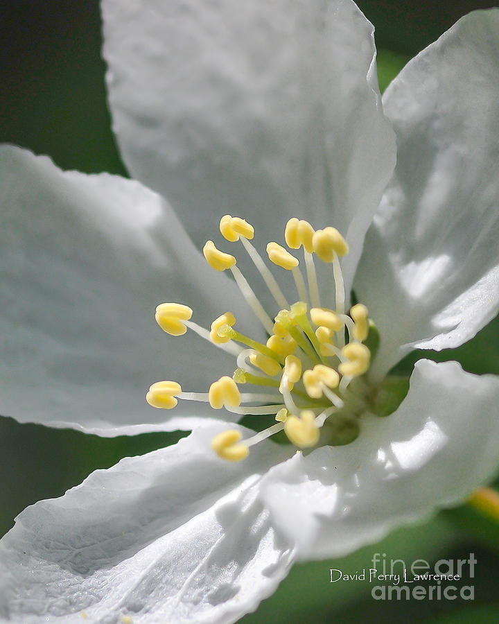 Flower Photograph - Delcate Widflower with Beautiful Stamen by David Perry Lawrence