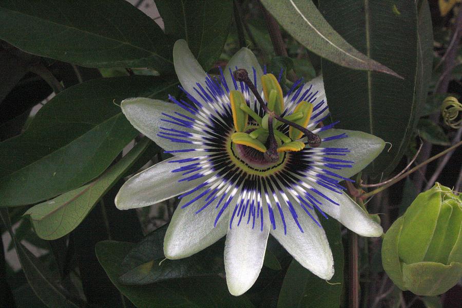 Delicate and Beautiful Passiflora Flower Photograph by Taiche Acrylic Art