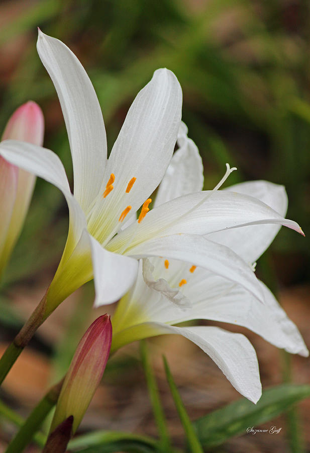 Delicate and Delightful - Atamasco Lilies Photograph by Suzanne Gaff